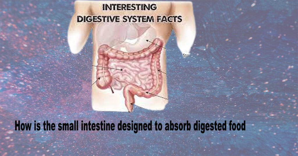 How is the small intestine designed to absorb digested food